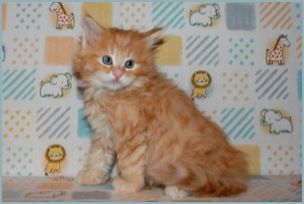 Male Siberian Kitten from Deedlebug Siberians